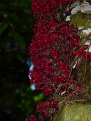 Theobroma velutinum