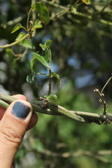 Gonolobus sororius