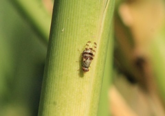 Pseudotephritina