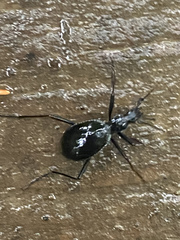 Scaphinotus angusticollis