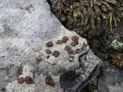 Umbilicariomycetidae