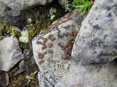 Umbilicariomycetidae