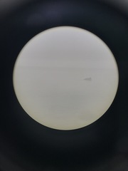 Somateria mollissima