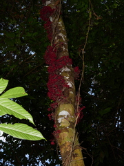 Theobroma velutinum