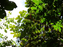 Theobroma velutinum