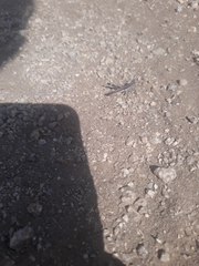 Acantherus piperatus