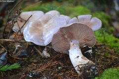 Cortinarius camphoratus