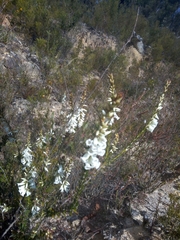 Epacris obtusifolia