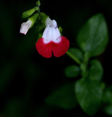 Salvia microphylla