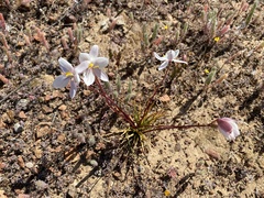 Cyanella alba alba