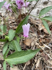 Cyclamen hederifolium