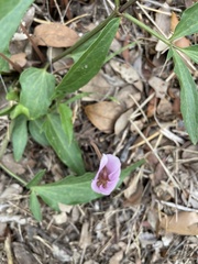 Cyclamen hederifolium