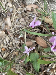 Cyclamen hederifolium