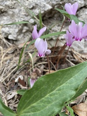 Cyclamen hederifolium