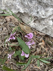 Cyclamen hederifolium