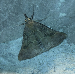 Hypena edictalis