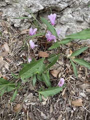Cyclamen hederifolium