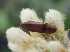 Sericus incongruus