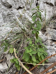 Cistus salviifolius