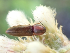 Sericus incongruus