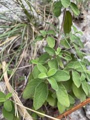 Cistus salviifolius