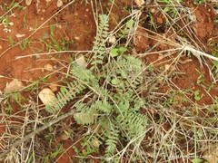 Hippocrepis scabra
