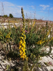 Lebeckia sepiaria