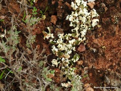 Cladonia convoluta