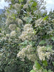 Clematis vitalba