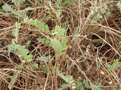 Astragalus monspessulanus