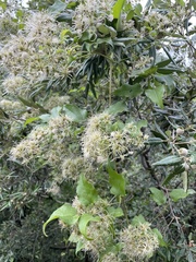 Clematis vitalba