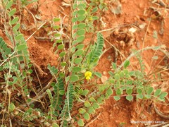 Astragalus monspessulanus