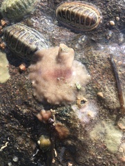 Leptoplanoidea