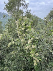 Clematis vitalba