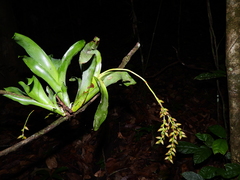 Catopsis sessiliflora