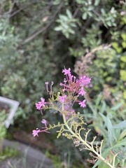 Centranthus ruber