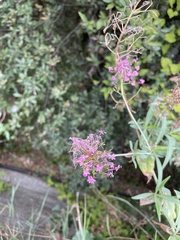 Centranthus ruber