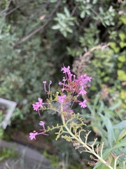 Centranthus ruber