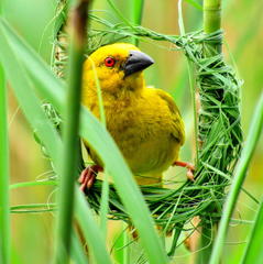 Ploceus subaureus subaureus