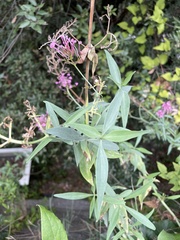 Centranthus ruber