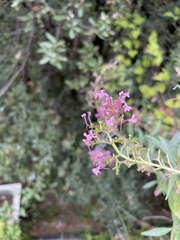 Centranthus ruber