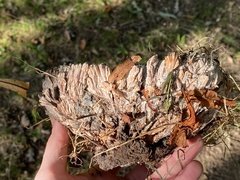 Podoscypha multizonata