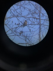 Coccothraustes vespertinus