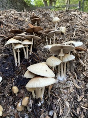 Agrocybe rivulosa