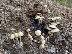 Agrocybe rivulosa