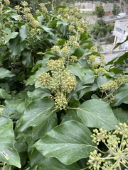 Hedera helix