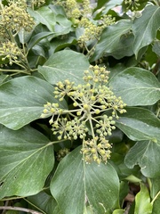 Hedera helix