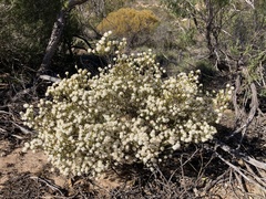 Calytrix involucrata