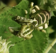 Acontista mexicana