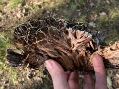 Podoscypha multizonata